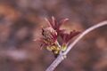 Sambucus racemosa Plumosa Aurea Bez koralowy